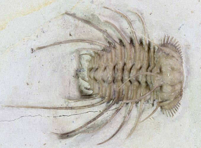 Rare, Spiny Ceratonurus Trilobite - Oklahoma #94671